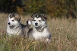 ALASKAN MALAMUTE 455